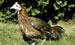 From Dinosaurs to Birds: UCSD Researchers Derive Lessons about Human Evolution from Chicken Genome