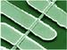 Why Nanowires Make Great Photodetectors