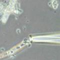 Researchers Sequence Dark Matter of Life