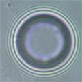Microbubbles to Light the Way to Sentinel Lymph Nodes of Breast Cancer Patients