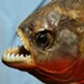 Engineers Find Inspiration for New Materials in Piranha-proof Armor