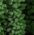 Nanotrees harvest the sun's energy to turn water into hydrogen fuel