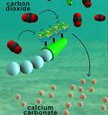 Tiny carbon-capturing motors may help tackle rising carbon dioxide levels