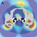 How whales hear: 3D computer simulations of a baleen whale's head point to skull vibrations