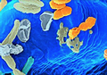 UC San Diego to Participate in White House's National Microbiome Initiative