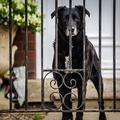 Dog Poop Microbiome Predicts Canine Inflammatory Bowel Disease