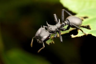 Ants that live in the Amazon rainforest canopy have orders of magnitude more bacteria in their guts than those that live on the ground
