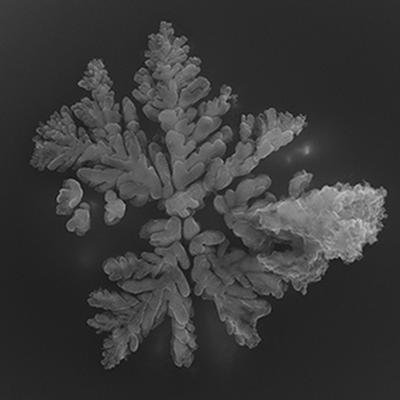 Let It Snow Crystalline Dendrites