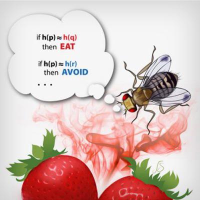 Fruit fly brains inform search engines of the future