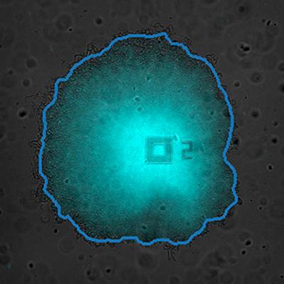 UC San Diego Biologists Discover Timesharing Strategy in Bacteria