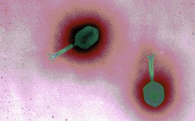 Turning A Phage