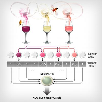 To detect new odors, fruit fly brains improve on a well-known computer algorithm