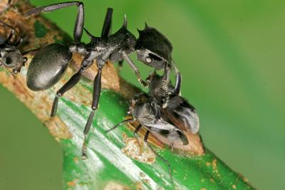 Unlocking a Resource: Urine-eating bacteria have existed for millions of years in the guts of ants