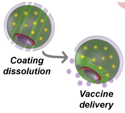 Micromotors deliver oral vaccines