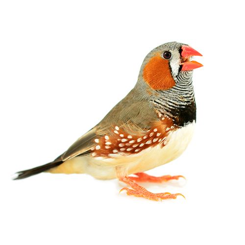 Researchers translate a bird's brain activity into song