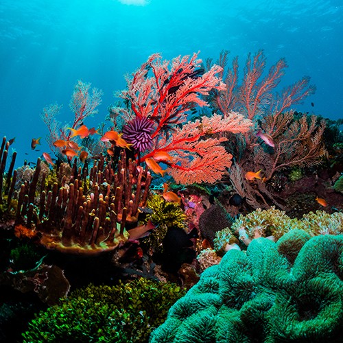 UC San Diego researchers part of $25M project to build artificial coral reefs for coastal protection